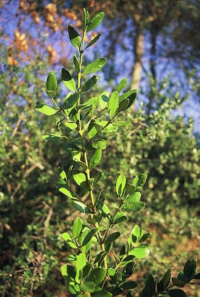 Buxus balearica